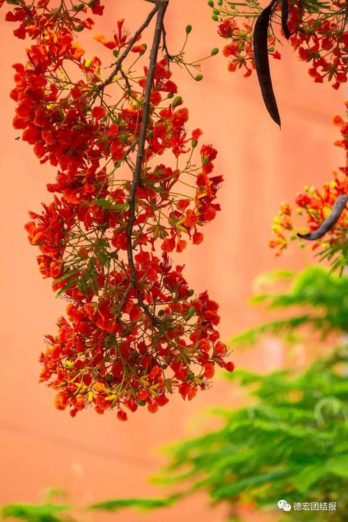 花树