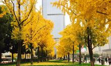 美丽的银杏广场