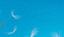 记得蒲公英飘飞的地方