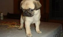 幸福与默爱相伴而行