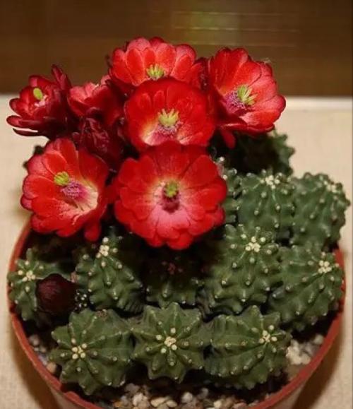 仙人掌花