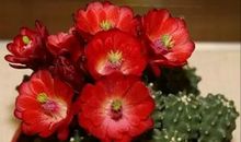 仙人掌花的自述