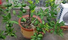 阳台上的小橘树