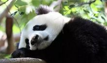 国宝大熊猫作文350字三年级下册