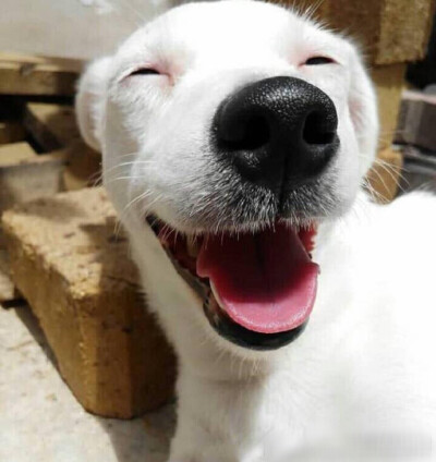 微笑是真诚的