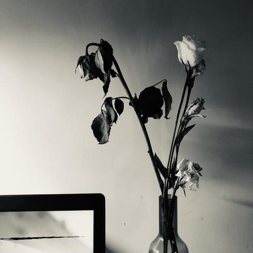 我愿意做一对