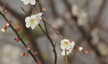 遥知不是雪，为有暗香来