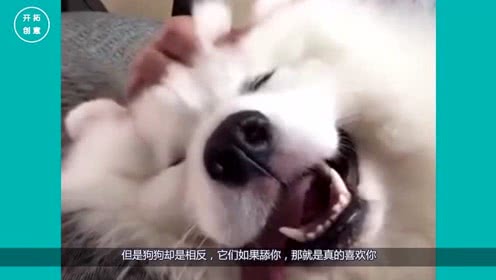 在你面前的小狗