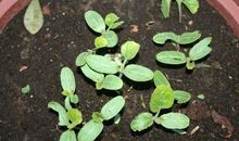 我家的小葫芦苗