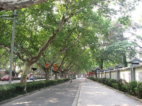 在学校门口的武龙树