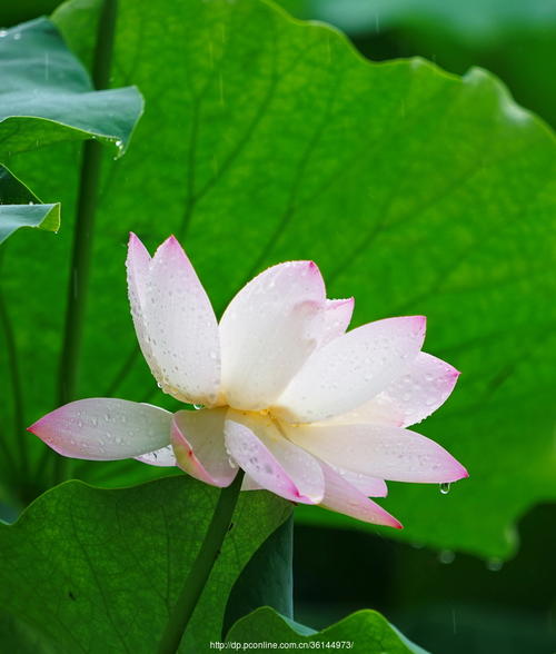 夏天雨