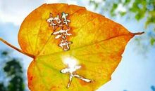 我在有阳光的地方等你