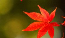 怀念枫叶凋零的日子