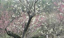 吉山探梅学摄影