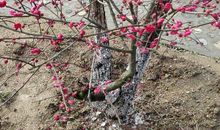 进化吉山探梅之旅