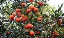 家乡的红桔