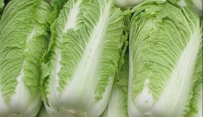 魔法卷心菜