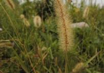 狗尾草，我很佩服你