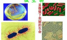 生命本多彩，慎防变黑白