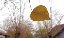 一片落叶的声音