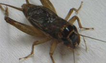 《蟋蟀还乡》续写