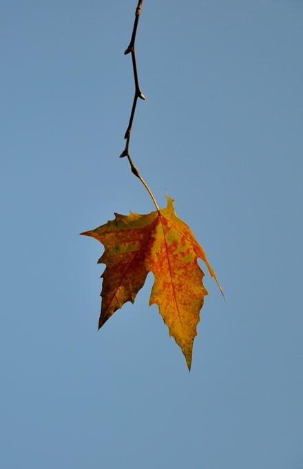 叶子触动了我的心