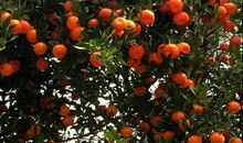 藏在桔树里的爱