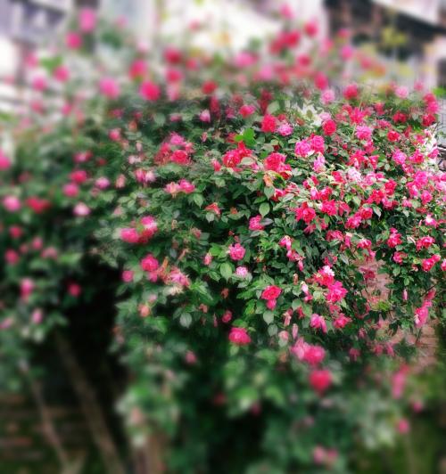 今天的夏艳