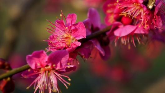 元宵节梅花节