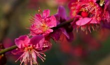 元宵赏梅游戏活动