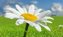 遇见一朵花读后感