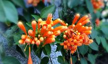 红红火火的鞭炮