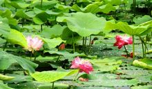 天池村——荷花