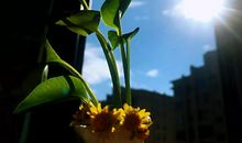 何惧逆境向阳而生