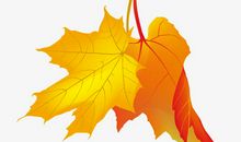 载着梦想的枫叶