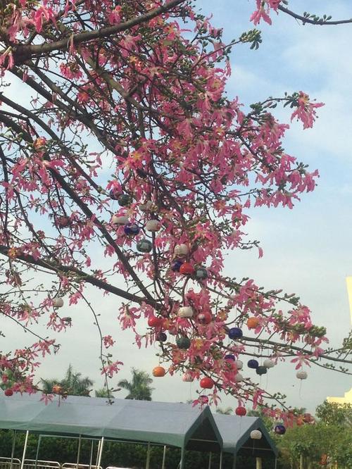 深秋天的花朵