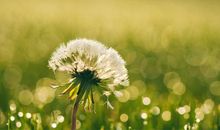 播下理想的种子