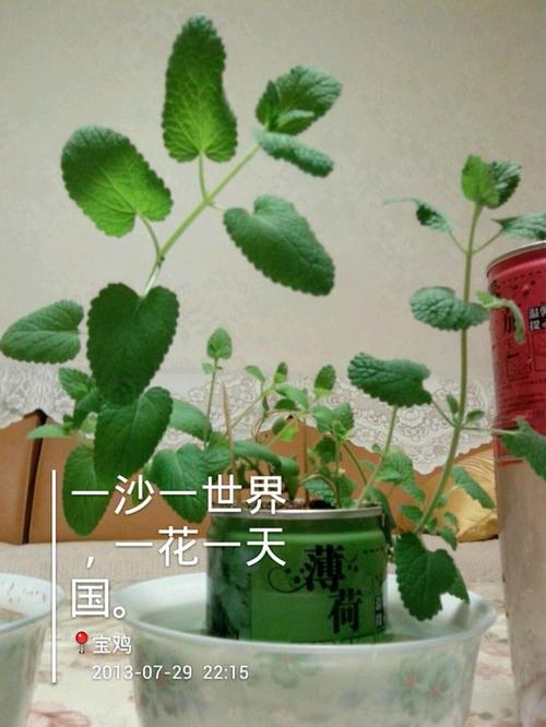 我的家人的薄荷