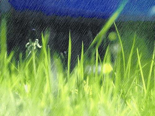 美丽的雨和鲜花