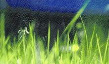 细雨闲花方得境