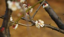 我愿是那枝“梅”