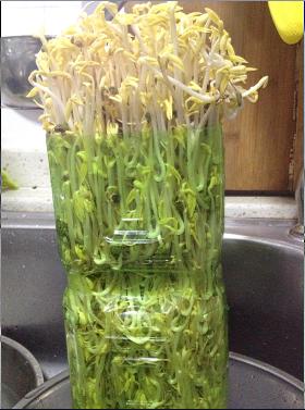 我的植物朋友绿豆新芽