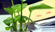 守望心灵的绿色作文