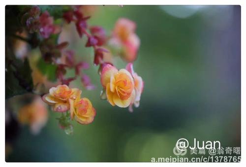 又是春天的花朵和秋天的几个月