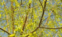 漫步在柳吐新叶时