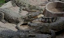 读《鳄鱼湖》有感