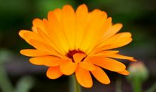 难忘那朵盛开的笑