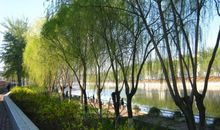 清晨去拜访一棵草