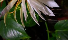 假如我是一朵昙花