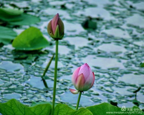 芳香太阳